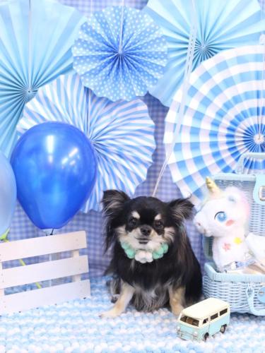 20231118プリンちゃん